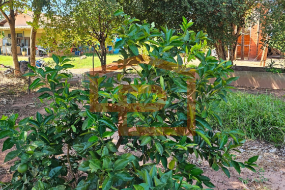 Chácara à venda - 21000.00m² - Zona Rural, Umuarama-PR