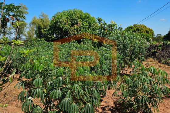 Chácara à venda - 21000.00m² - Zona Rural, Umuarama-PR