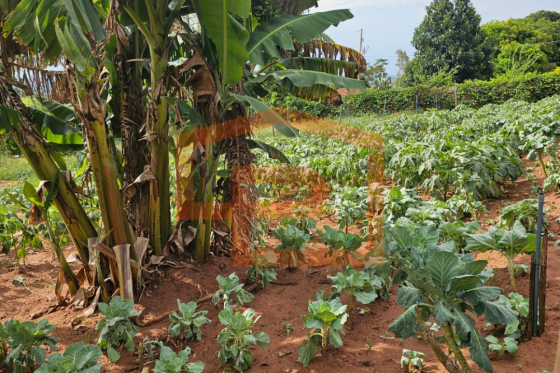 Chácara à venda - 21000.00m² - Zona Rural, Umuarama-PR