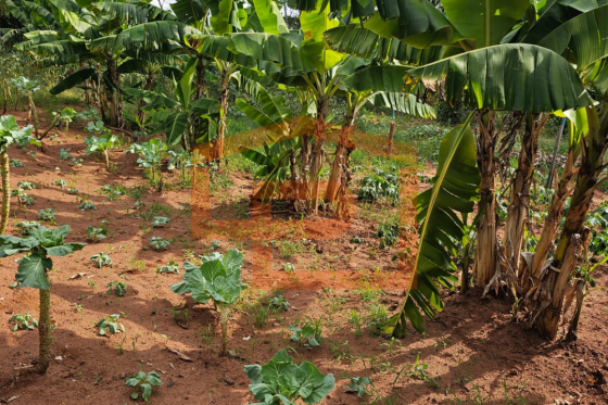 Chácara à venda - 21000.00m² - Zona Rural, Umuarama-PR